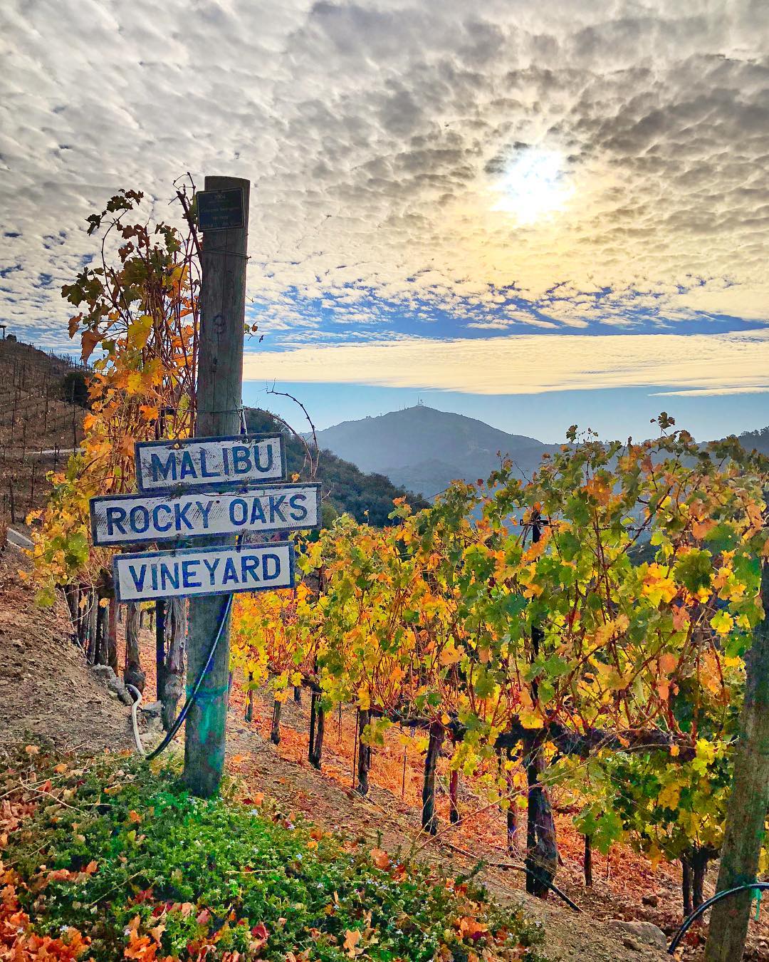 malibu wine food and beach tour