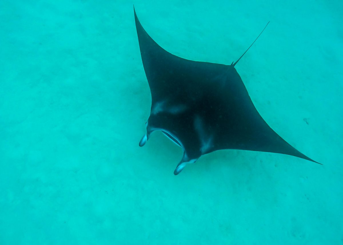 Manta Ray, Ari Atoll, Maldives