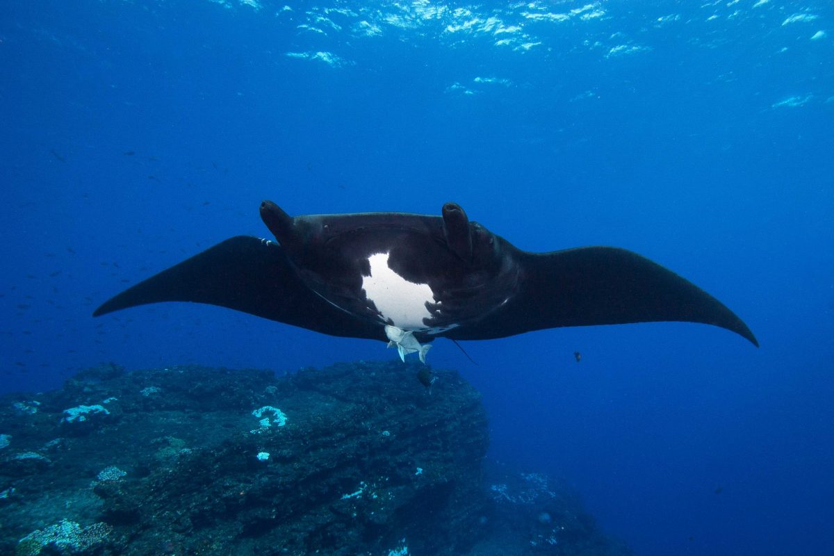 Manta Ray, Revillagigedos Island, Mexico