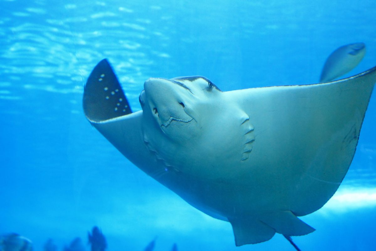 Manta Ray, Lady Elliot Island, Great Barrier Reef