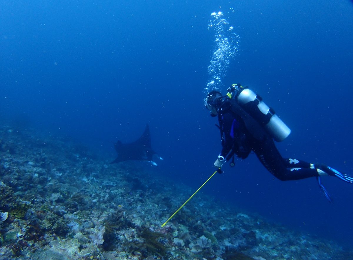 Manta Ray, Diver, Raja Ampat, Indonesia
