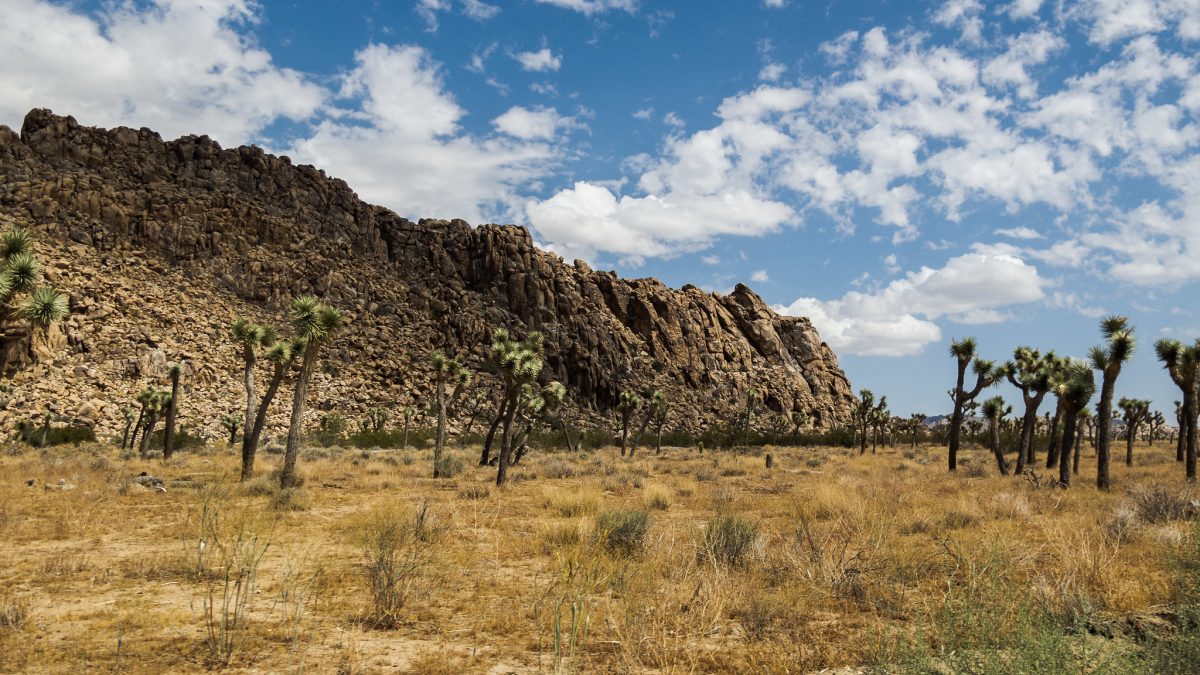 Joshua Tree National Park, California, Rock Climbing