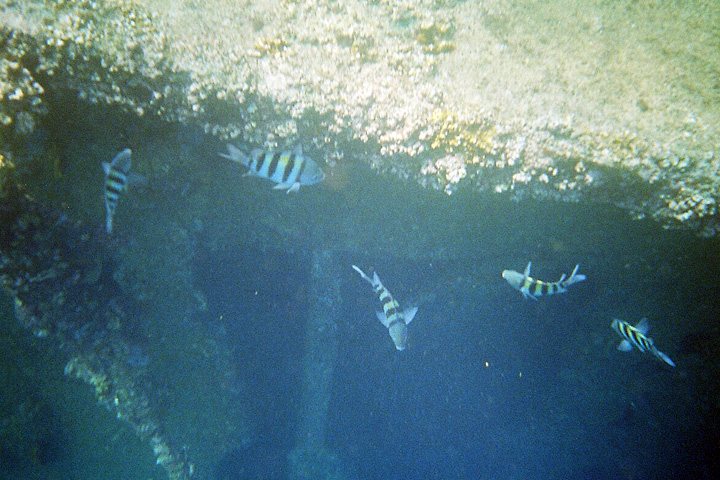 Antilla shipwreck