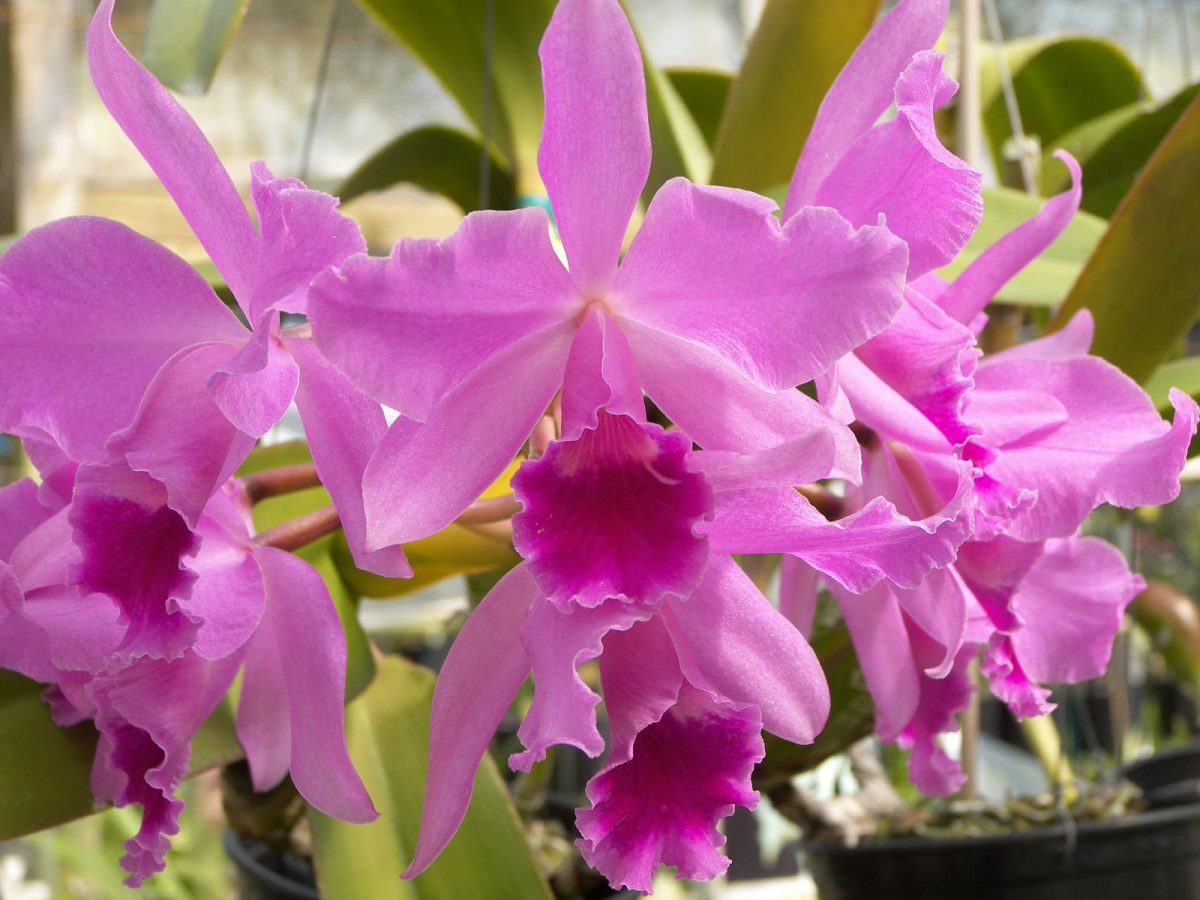 Santa Barbara Orchid Estate, Santa Barbara, California, USA Santa Barbara Orchid Estate, Santa Barbara, California, USA