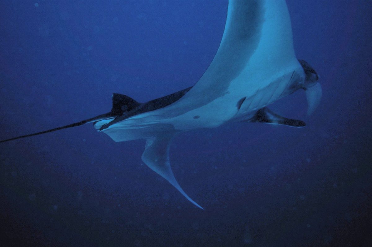 Manta Ray, Cabo Marshall, Galapagos