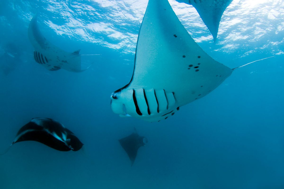 Manta Rays, Baa Atoll, Maldives