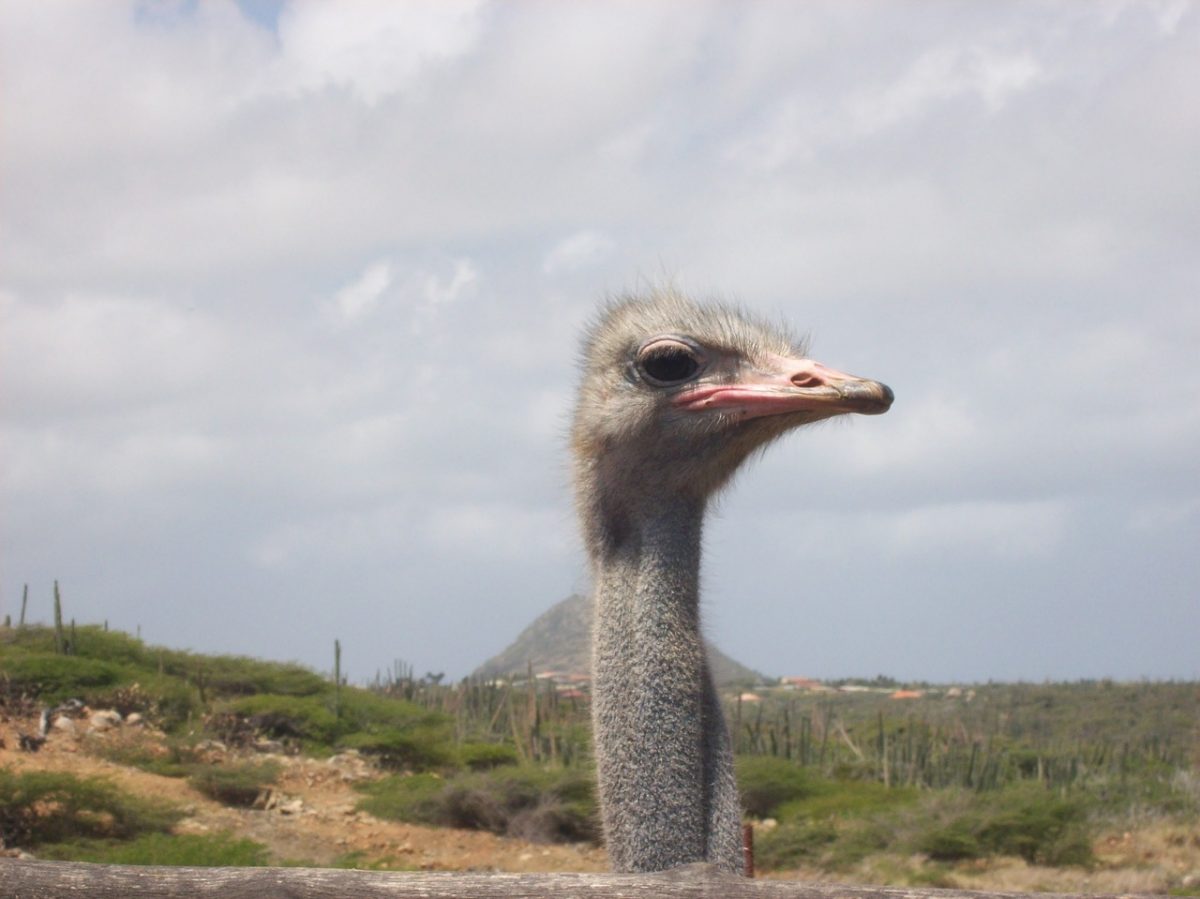 Ostrich head 