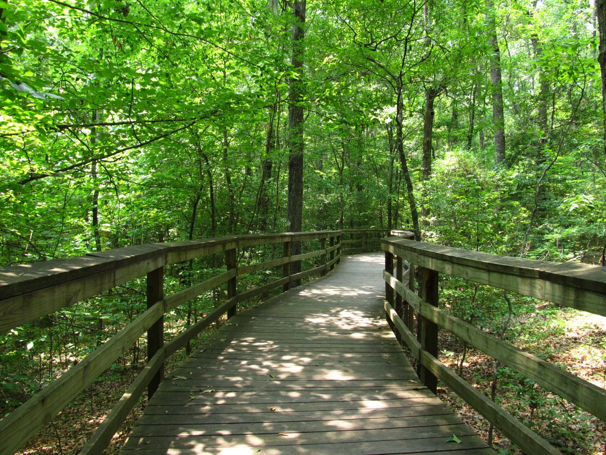 Boardwalk Trail in Congaree National Park, South Carolina Boardwalk Trail in Congaree National Park, South Carolina