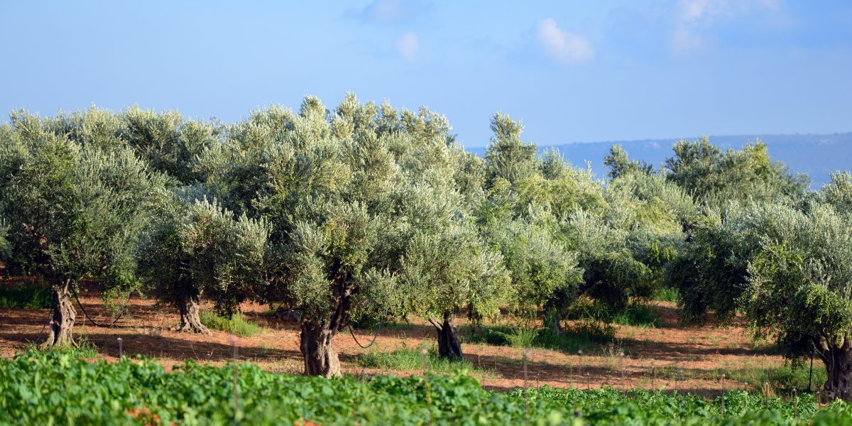 Kalamata is the birthplace of Kalamata olives, a variety of olives that are under Protected Designation of Origin (PDO) status