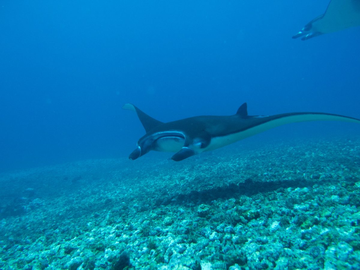 Manta Ray, Komodo, Indonesia