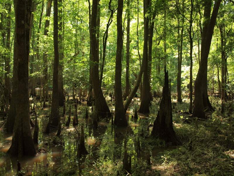 Water Loop Trail in Congaree National Park Water Loop Trail in Congaree National Park