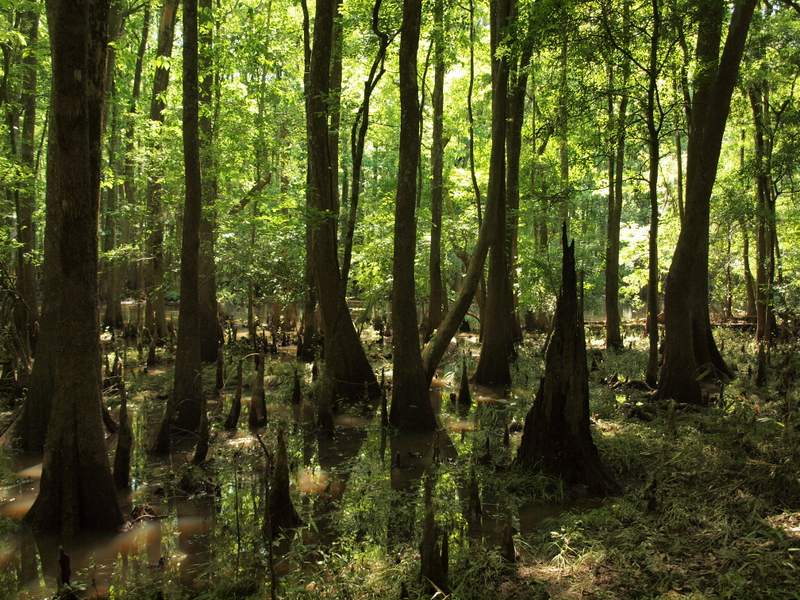 Water Loop Trail in Congaree National Park