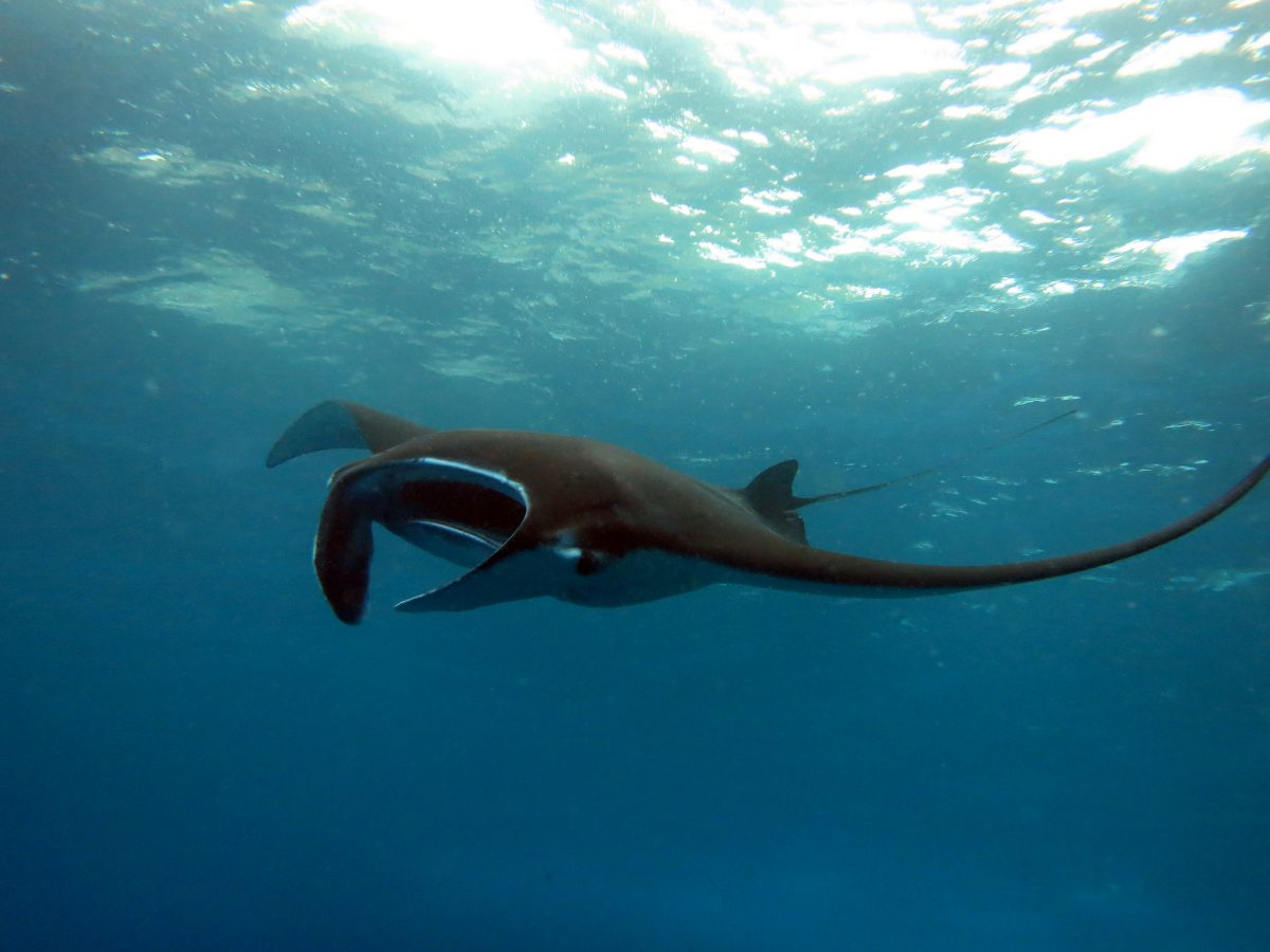 Manta Ray, Bali, Indonesia