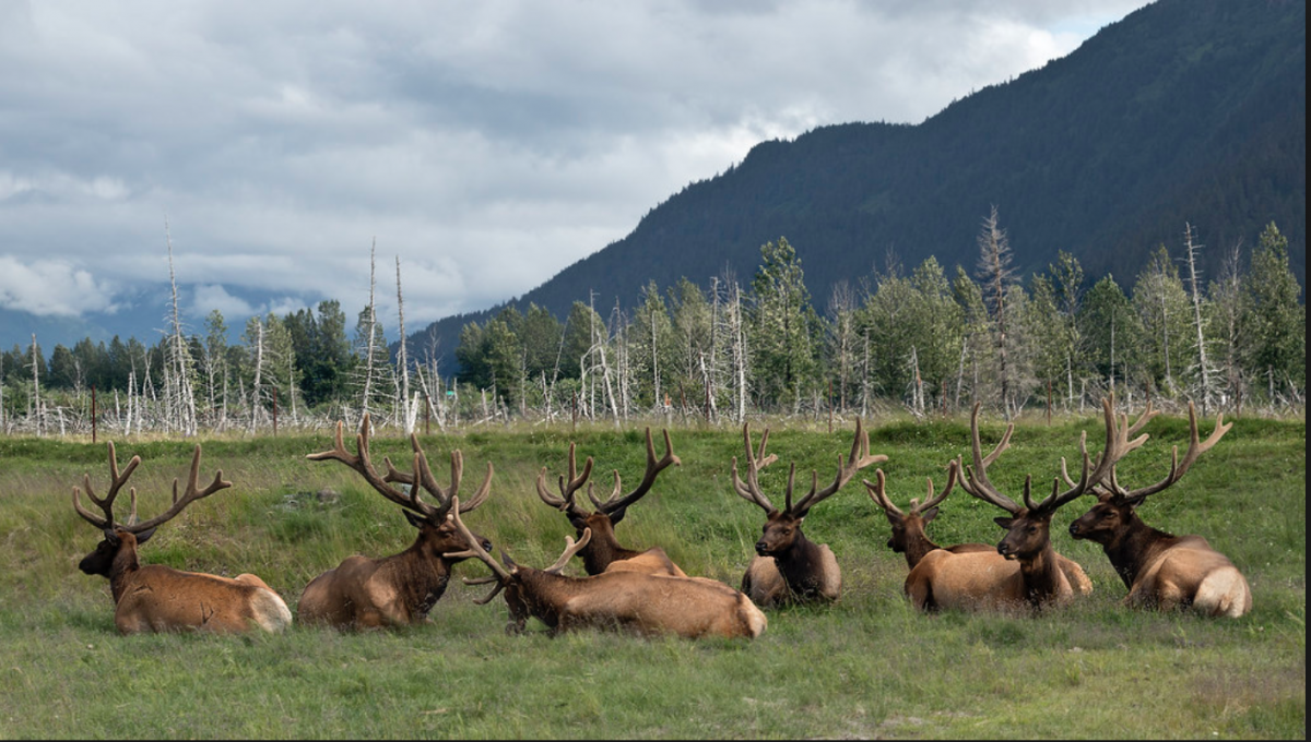 Dedicated to preserving Alaskan wildlife, the Alaska Wildlife Conservation Centre is a non-profit organisation that places importance on the conservation and protection of varying native species.