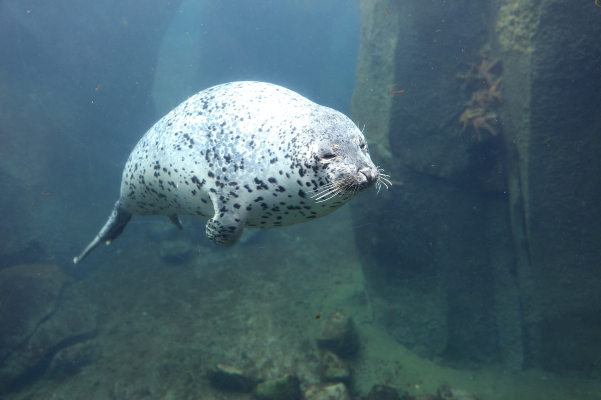 Discover the secrets of the sea at the Alaska SeaLife Centre located in the city of Seward.