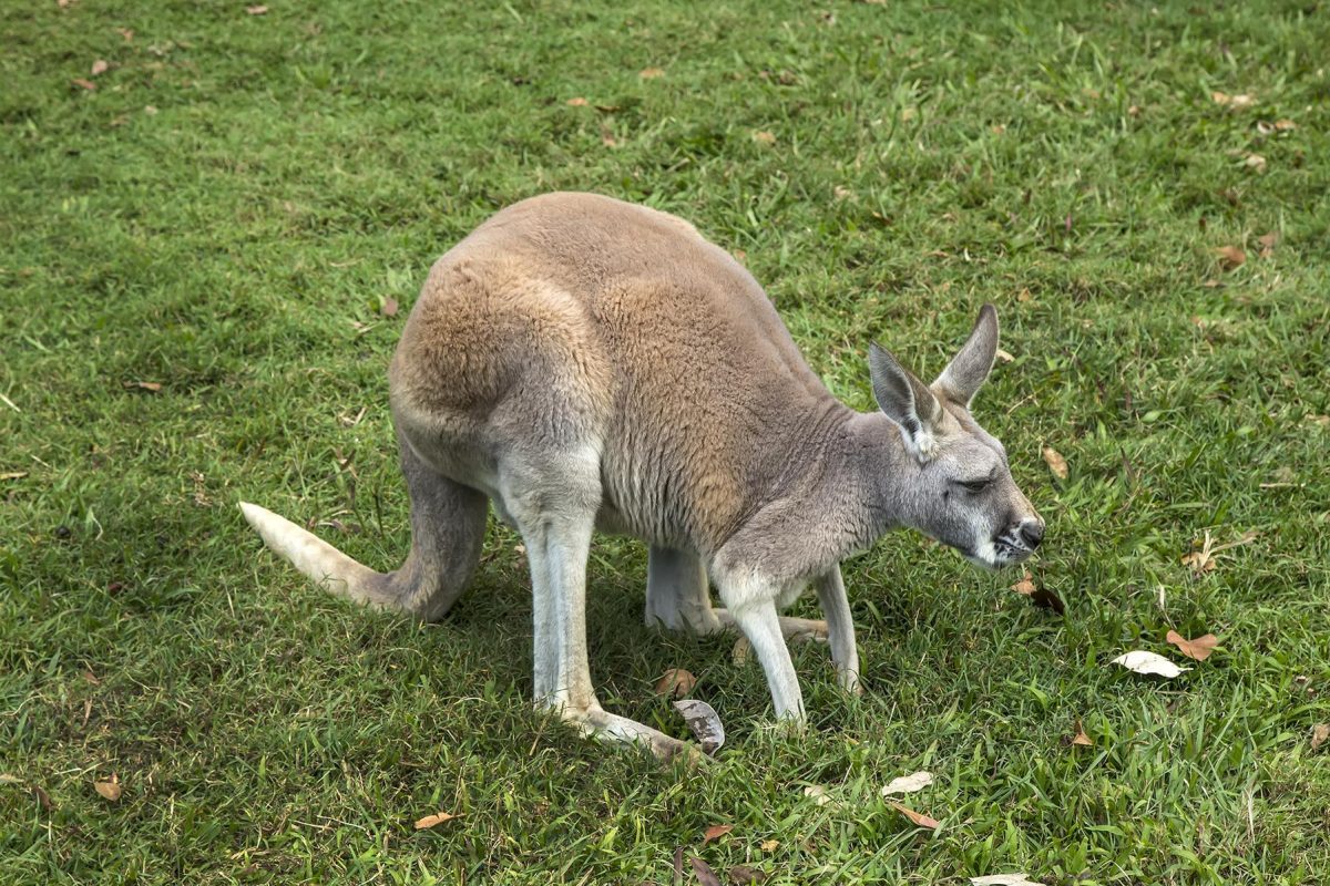 Everything You Need To Know About The Australia Zoo Australia Zoo Kangaroo 1 17587625844 - Everything You Need To Know About The Australia Zoo