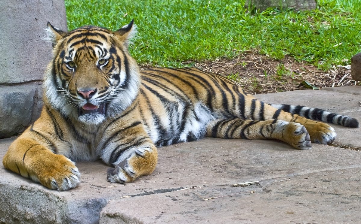 Everything You Need To Know About The Australia Zoo Australia Zoo Tiger 15and 3385985648 - Everything You Need To Know About The Australia Zoo