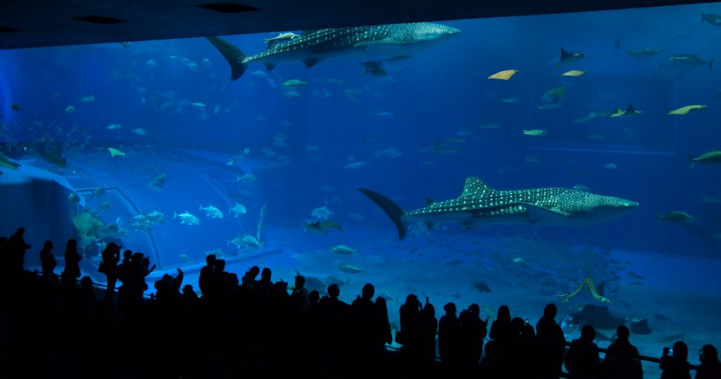 Churaumi Aquarium, arguably Japan’s best aquarium