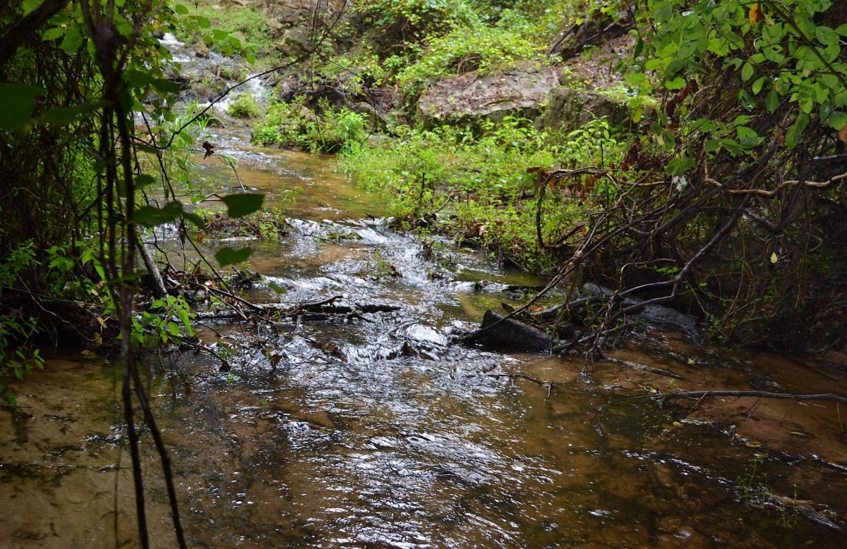 Shanks Creek, flowing through Poinsett State Park near Wedgefield, South Carolina