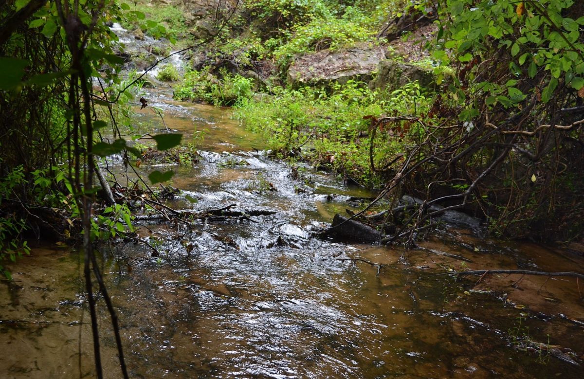 Shanks Creek, flowing through Poinsett State Park near Wedgefield, South Carolina Shanks Creek, flowing through Poinsett State Park near Wedgefield, South Carolina