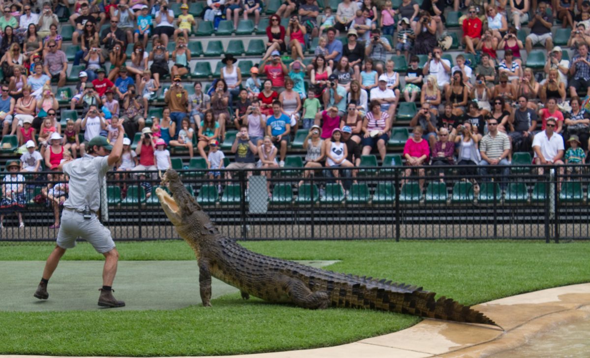 Everything You Need To Know About The Australia Zoo Crocodile display Australia Zoo Queensland Australia 8Jan2011 - Everything You Need To Know About The Australia Zoo