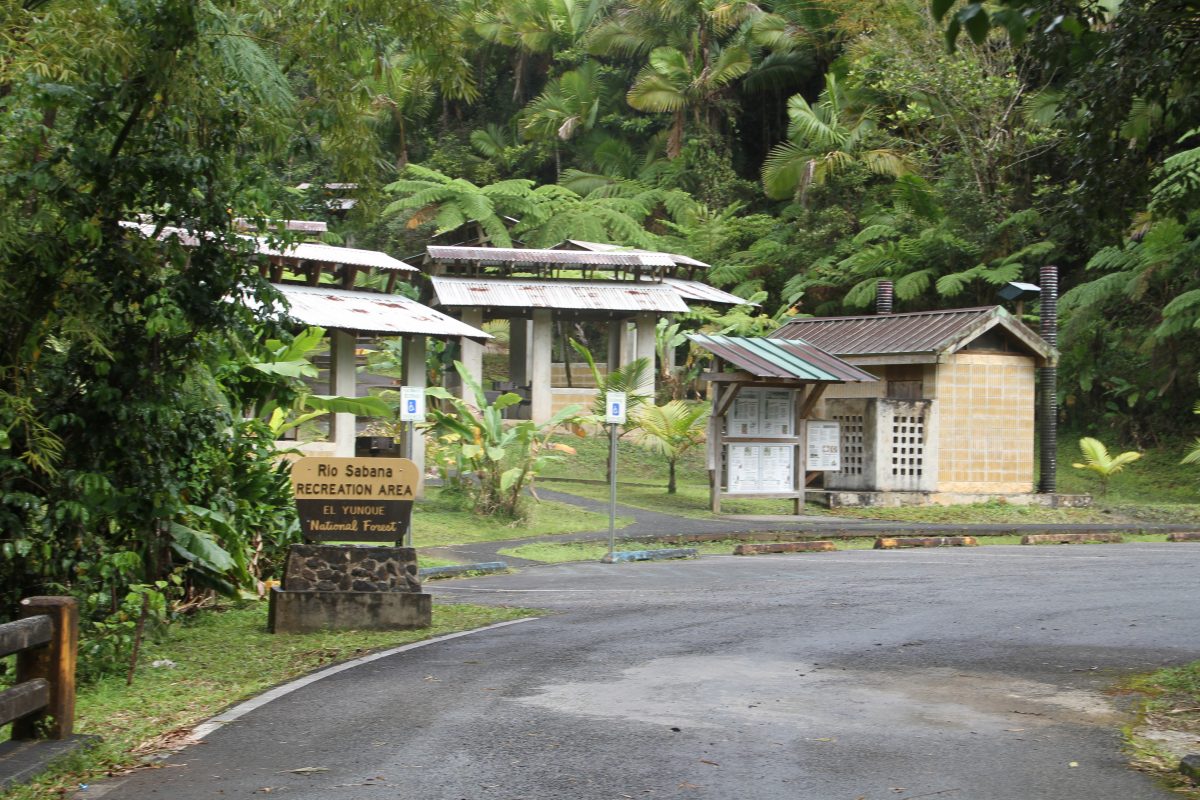 With lush foliage and waterfalls, the El Yunque National Forest is a stunning haven where visitors can appreciate the beauty of our natural world.