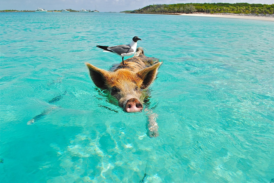 Exuma Bahamas, Main Attraction, Swimming Pigs Exuma Bahamas, Main Attraction, Swimming Pigs