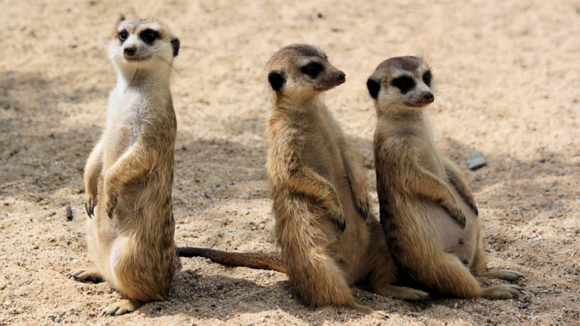 10 Best Zoos In America You Must Visit At Least Once TouristSecrets