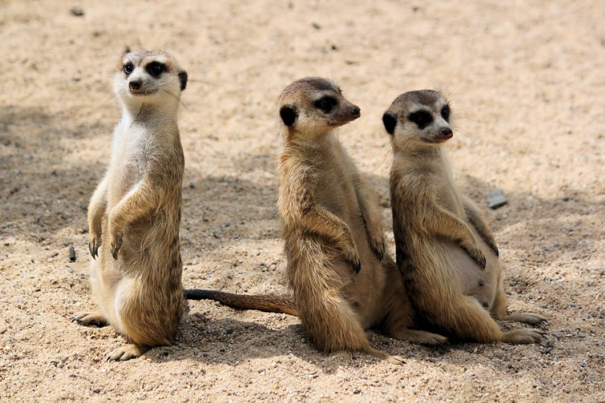 10 Best Zoos In America You Must Visit At Least Once Feature Image Dusan Smetana Unsplash - 10 Best Zoos In America You Must Visit At Least Once