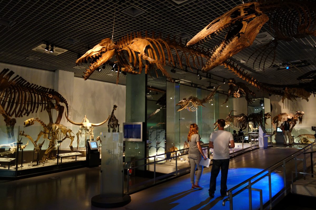 Everything You Need To Know About The Ueno Zoo Fossil gallery National Museum of Nature and Science Tokyo DSC07775 - Everything You Need To Know About The Ueno Zoo