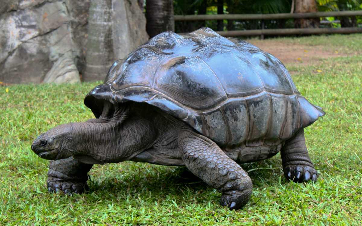 Everything You Need To Know About The Australia Zoo Giant tortoise Australia Zoo 3340301655 - Everything You Need To Know About The Australia Zoo