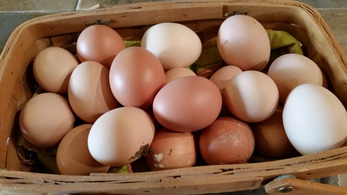 Farm fresh eggs at  Rogers Flea Market auction