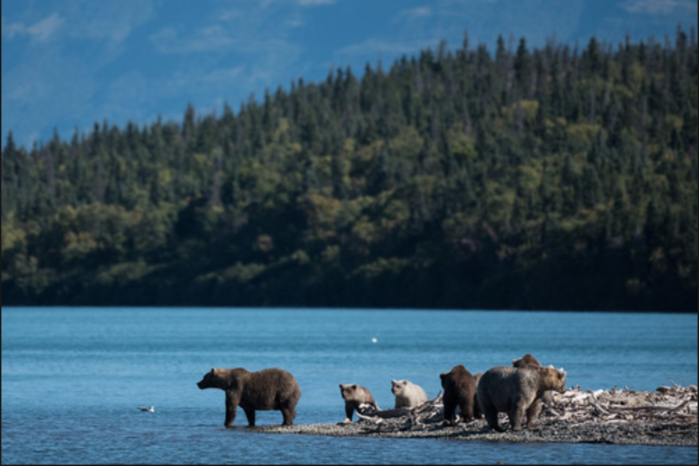 Spectate at the feral yet majestic beauty of Katmai National Park and Preserve.