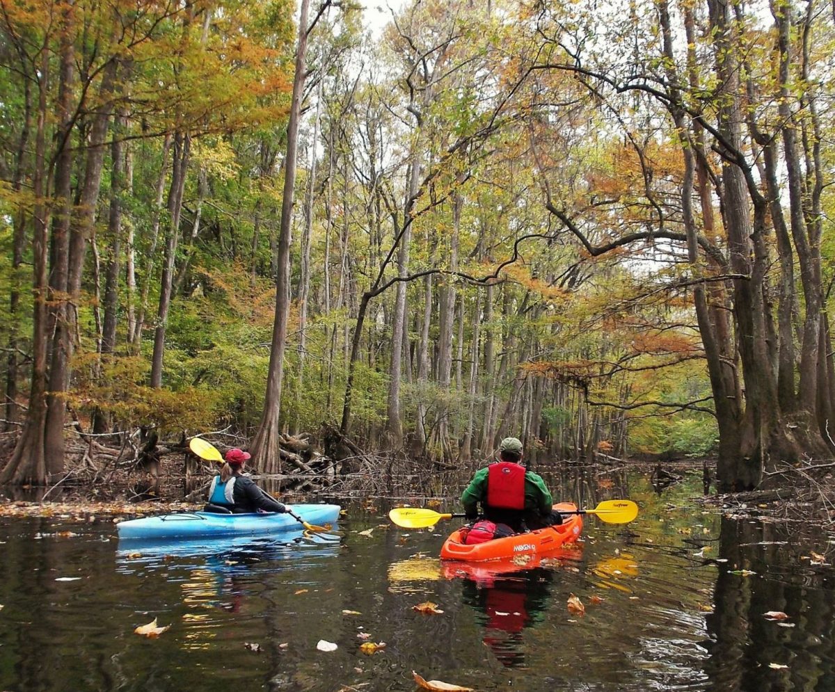 Kayaking at Cedar Creek Kingsnake Trail Congaree National Park