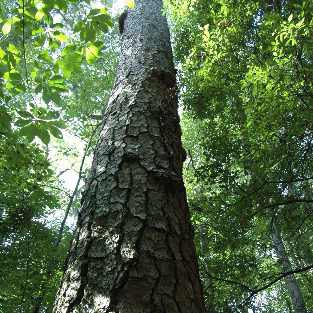 Loblolly Pine in Congaree National Park Loblolly Pine in Congaree National Park
