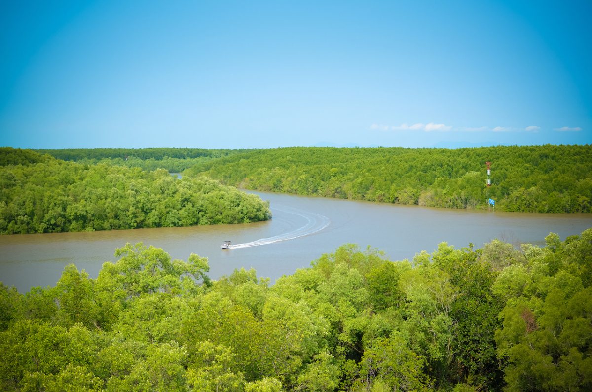 View from observatory, boat on river, mangrove forest, Can Gio, Vietnam View from observatory, boat on river, mangrove forest, Can Gio, Vietnam