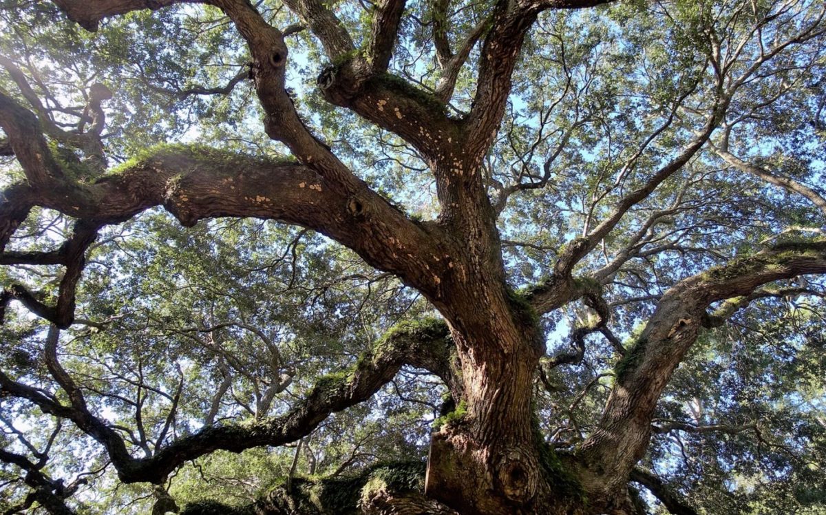Oak tree with mosses Oak tree with mosses