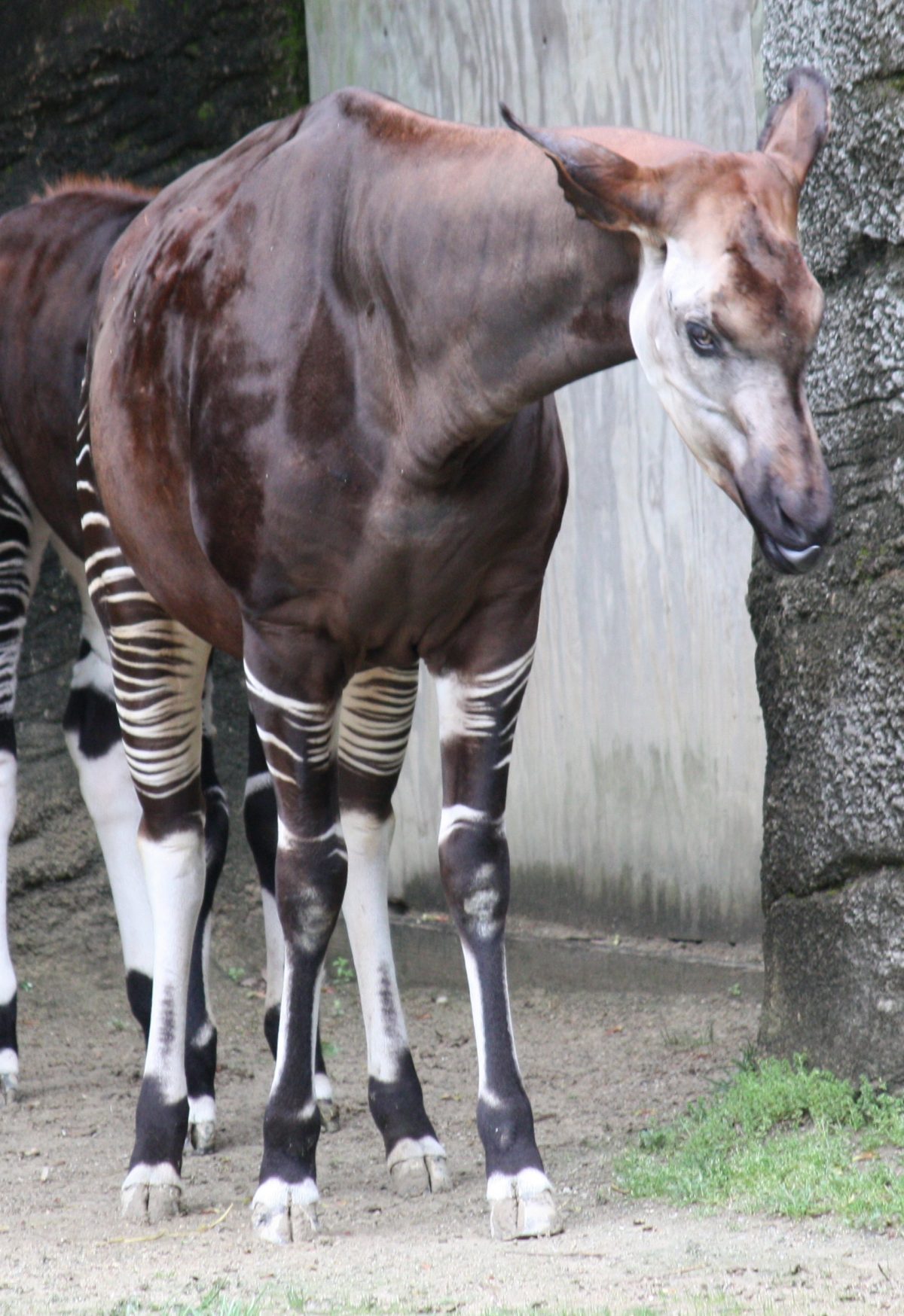Everything You Need To Know About The Ueno Zoo Okapi 0469 - Everything You Need To Know About The Ueno Zoo