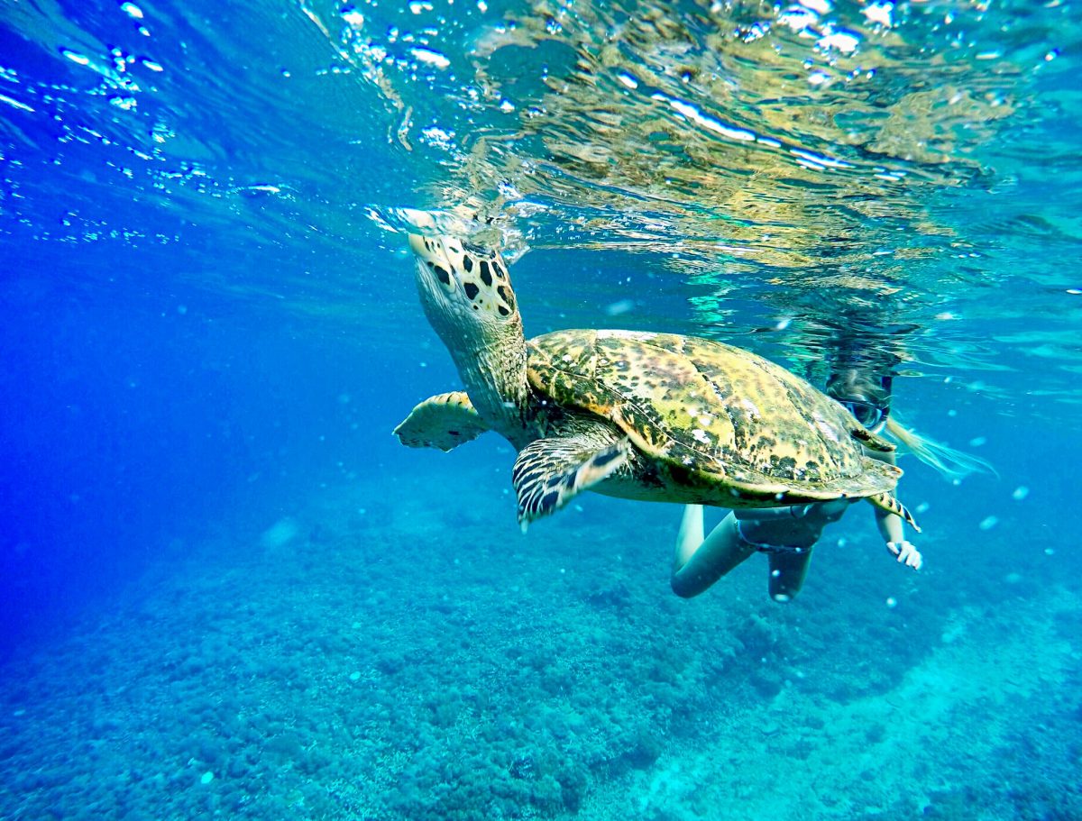 Turtle on Menjangan