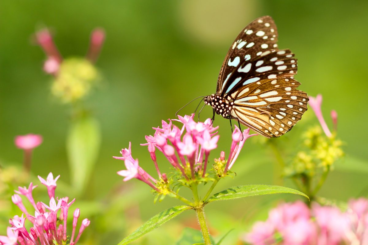 Butterfly in garden