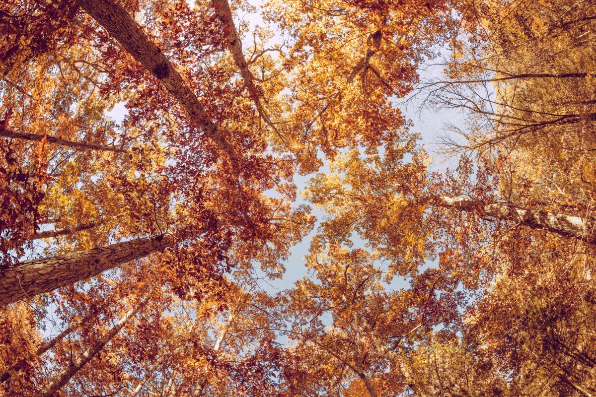 Trees in Beaver Creek State Park 