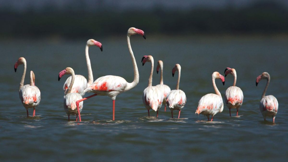 Pulicat Lake Chennai