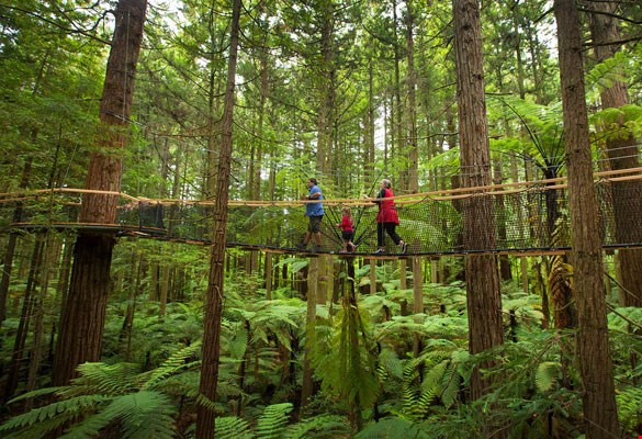 Redwood Forests