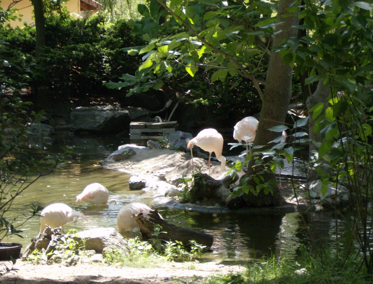 This Zoo was founded in 1872, and it is one of the oldest and most visited Zoos in the USA.
