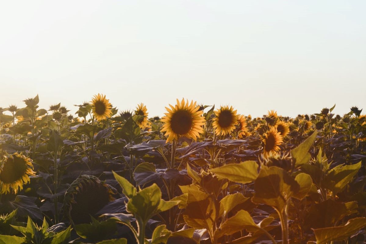 Sunflower field