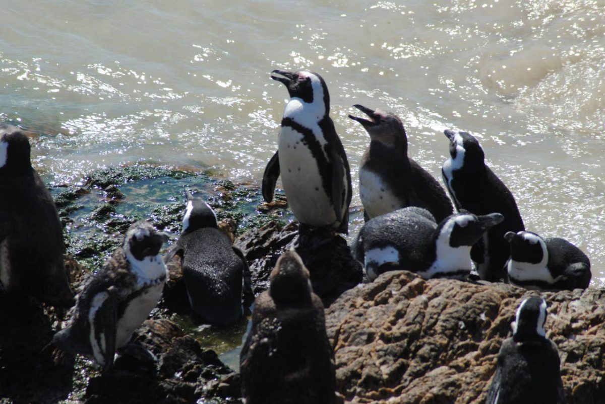 Stony Point Penguin Reserve, Cape Town, Things To Do In Cape Town
