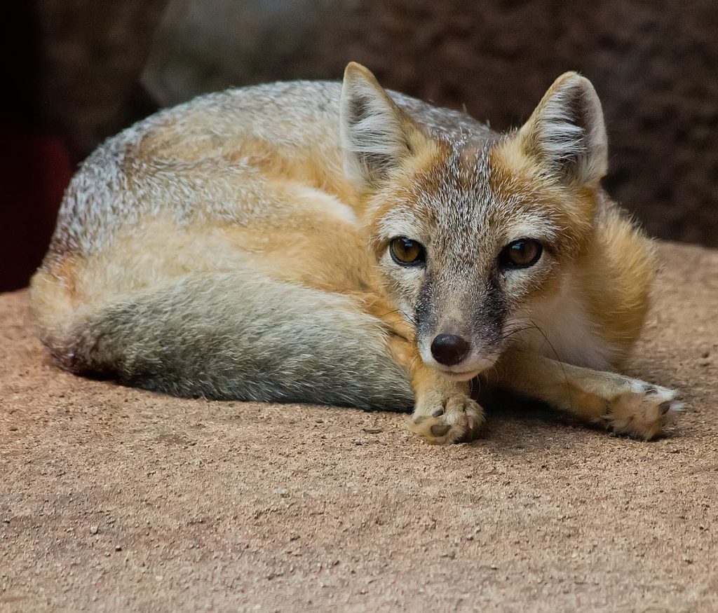 Oklahoma City Zoo, Oklahoma