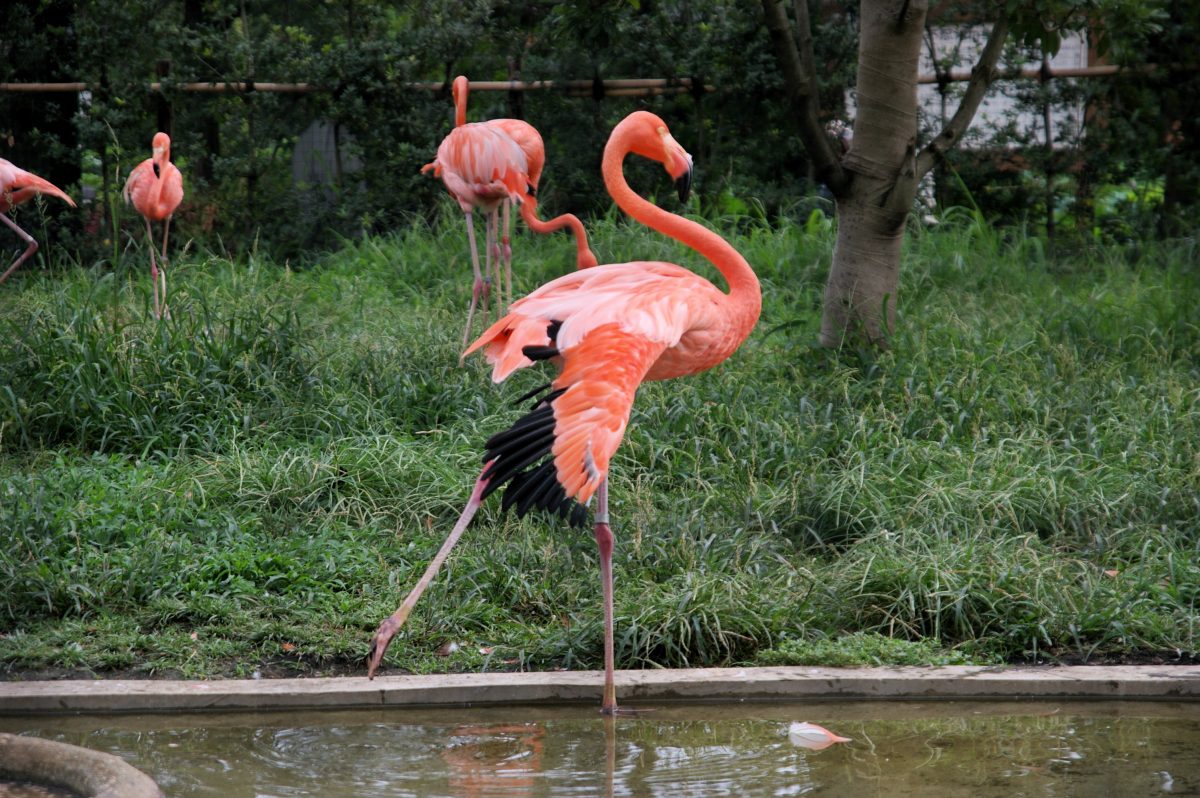 Everything You Need To Know About The Ueno Zoo Ueno zoo Tokyo Japan 1285439905 - Everything You Need To Know About The Ueno Zoo