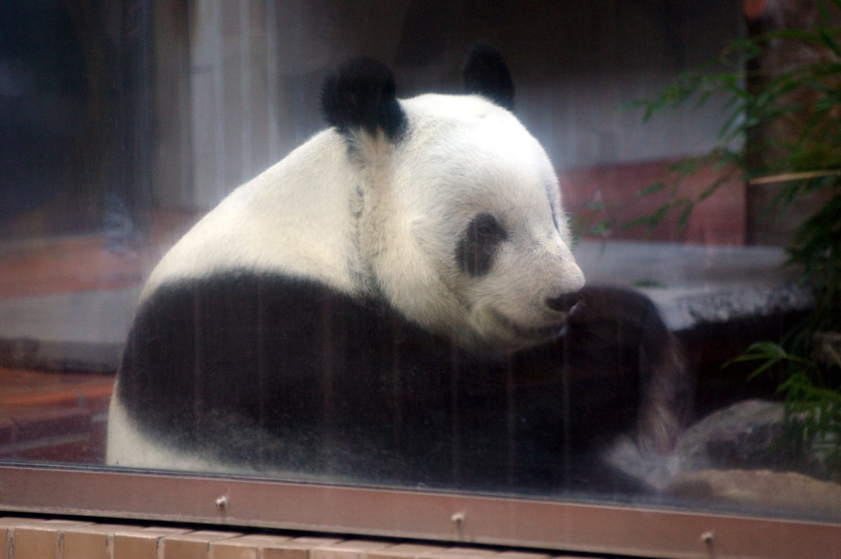 Giant Panda at Ueno Zoo Giant Panda at Ueno Zoo