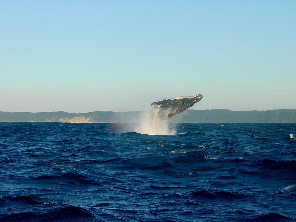 Whale-watching, Peak Season Whale-watching, Peak Season
